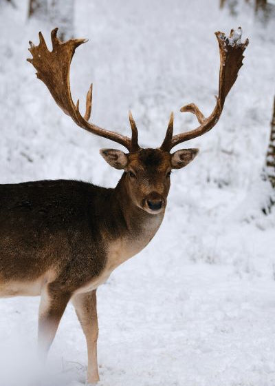 Deer with large antlers standing in a snowy forest