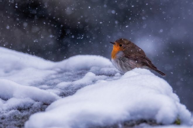 A robin red breast sat on a snowy pearch on a snowy day