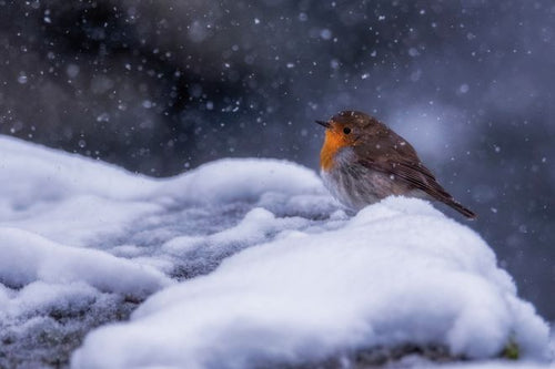 A robin red breast sat on a snowy pearch on a snowy day
