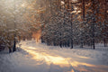 Snowy forest path with sunlight filtering through trees