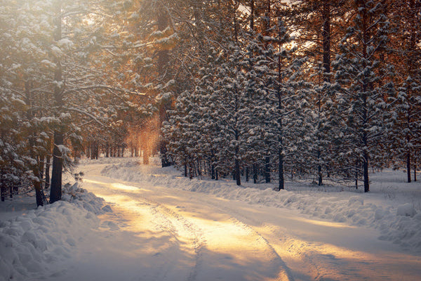 Snowy forest path with sunlight filtering through trees