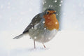 Robin bird standing on snow with a snowy background
