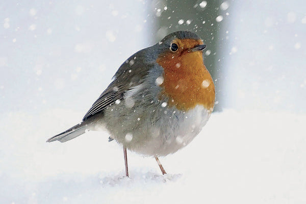 Robin bird standing on snow with a snowy background