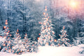Snow-covered trees with festive lights in a winter forest