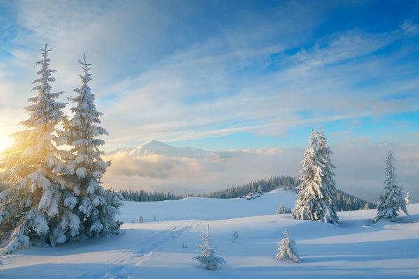 Snow-covered trees in a mountainous landscape with a blue sky.