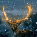 Deer with large antlers standing in a snowy landscape