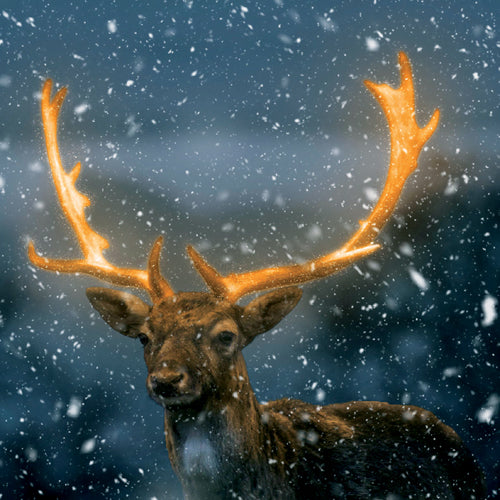 Deer with large antlers standing in a snowy landscape