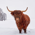 Highland cow standing in a snowy field