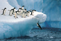 Penguins on an iceberg with one diving into the water