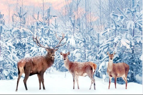 Three deer standing in a snowy winter forest with snow-covered trees and a pale sky in the background.