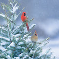 northern-cardinals-cn066