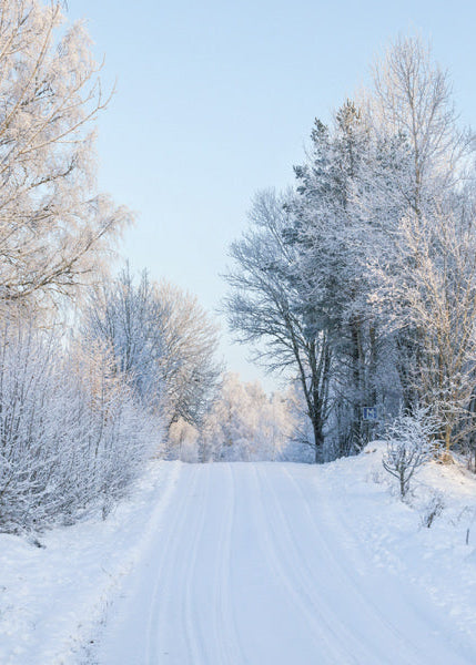 Snowy winter scene with trees and a clear sky