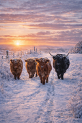 Four Highland cows walk along a snow-covered path at sunset, with frosty fields and a glowing sun in the sky behind them.