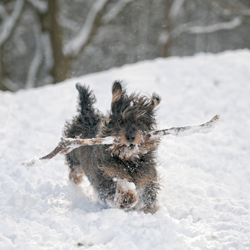 Dog running in the snow with a stick in its mouth