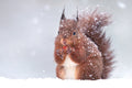 Red squirrel in the snow with a nut in its mouth
