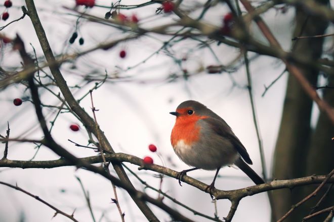 Bird perched on a branch with berries in the background