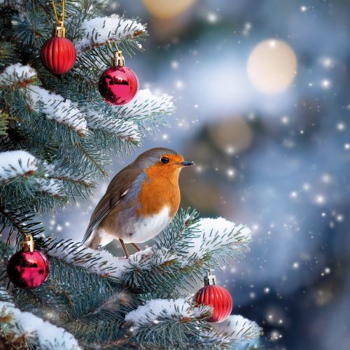 A red breasted robin sitting on the branches of a Christmas tree