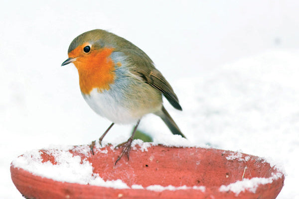 Robin bird on a snowy bird feeder with a white background