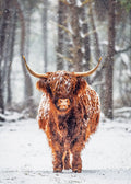 Highland cow standing in a snowy forest