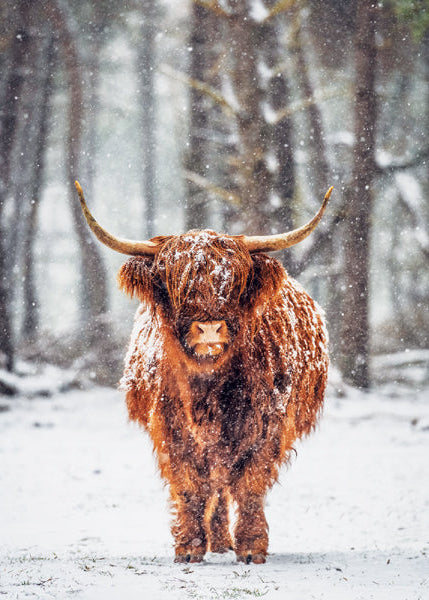 Highland cow standing in a snowy forest