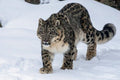 Snow Leopard