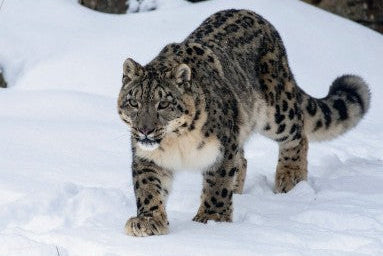 Snow Leopard