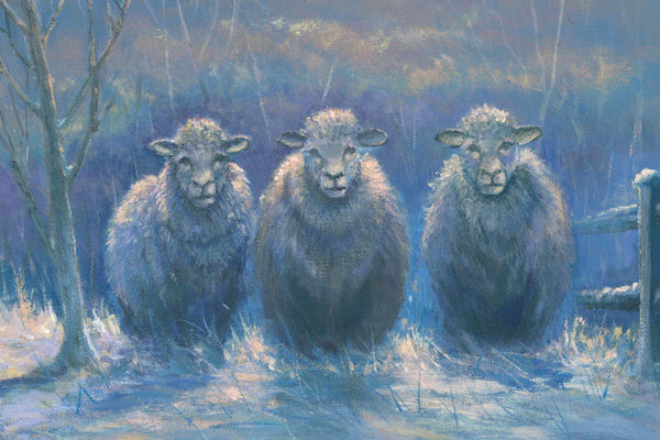 Three sheep standing in a snowy landscape with a fence and bare trees in the background.