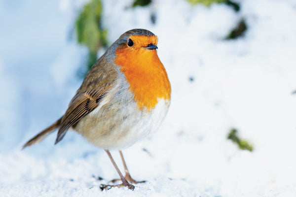Robin bird standing on snow with blurred greenery in the background