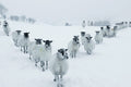 Sheep walking in a line through a snowy landscape