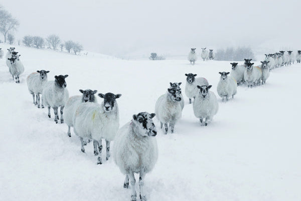 Sheep walking in a line through a snowy landscape