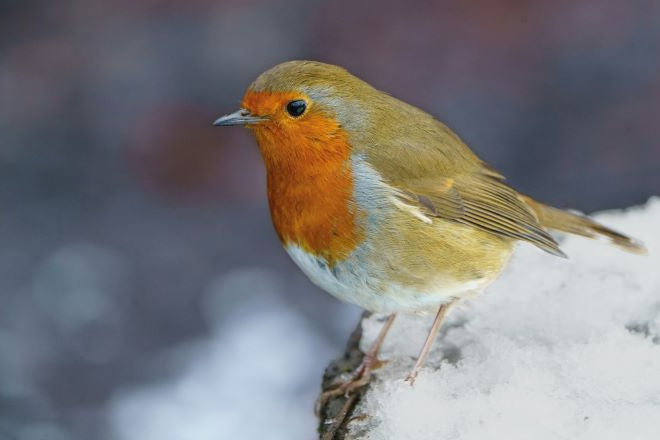 Bird with orange chest and brown wings perched on a snowy branch.